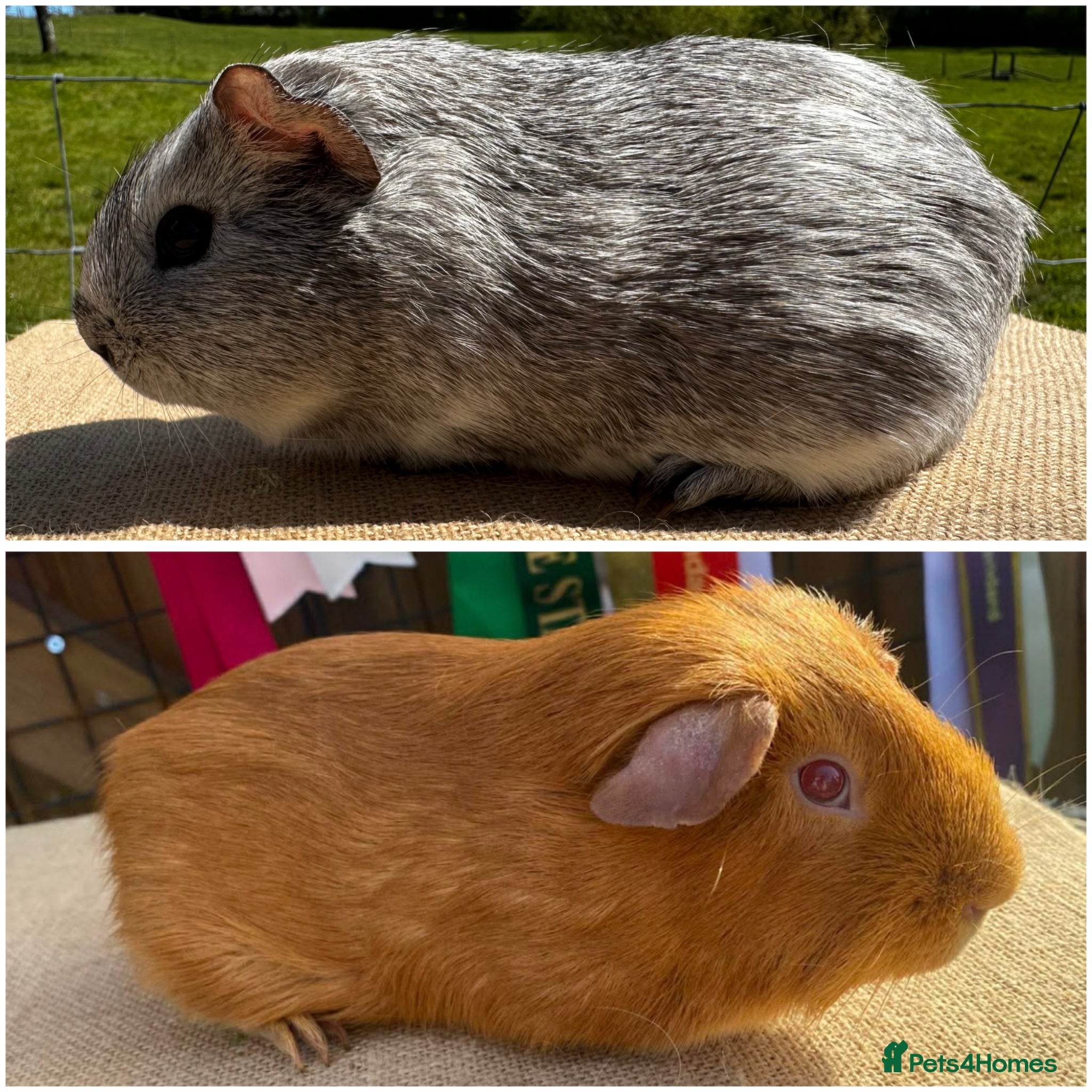 Guinea Pig rodents Bonded Pair of Boys - Advert 1