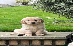 Golden Retriever dogs for sale: Stunning Golden Retriever Pups - Image 5