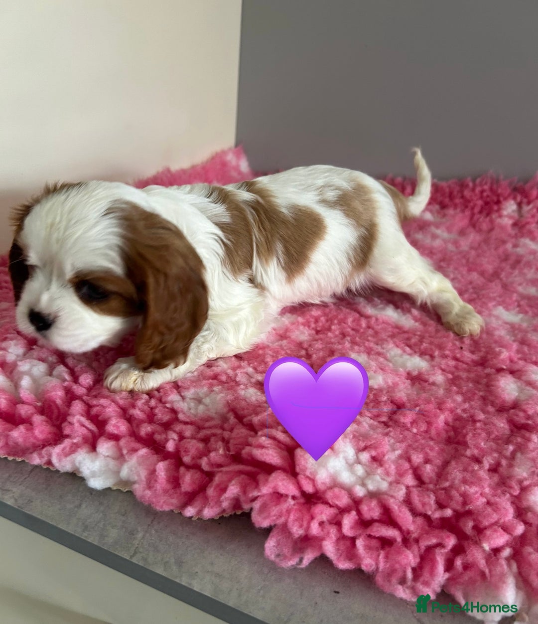Cavalier King Charles Spaniel dogs for sale: Blenheim cavalier King Charles puppies - Image 9