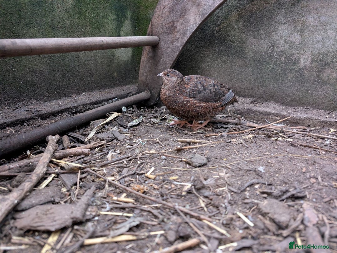 Quail poultry for sale: Male Tibetan Contournix Quail  - Advert 2