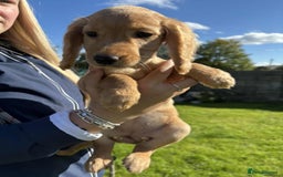 Cocker Spaniel dogs for sale: Cocker Spaniel pups  - Image 3