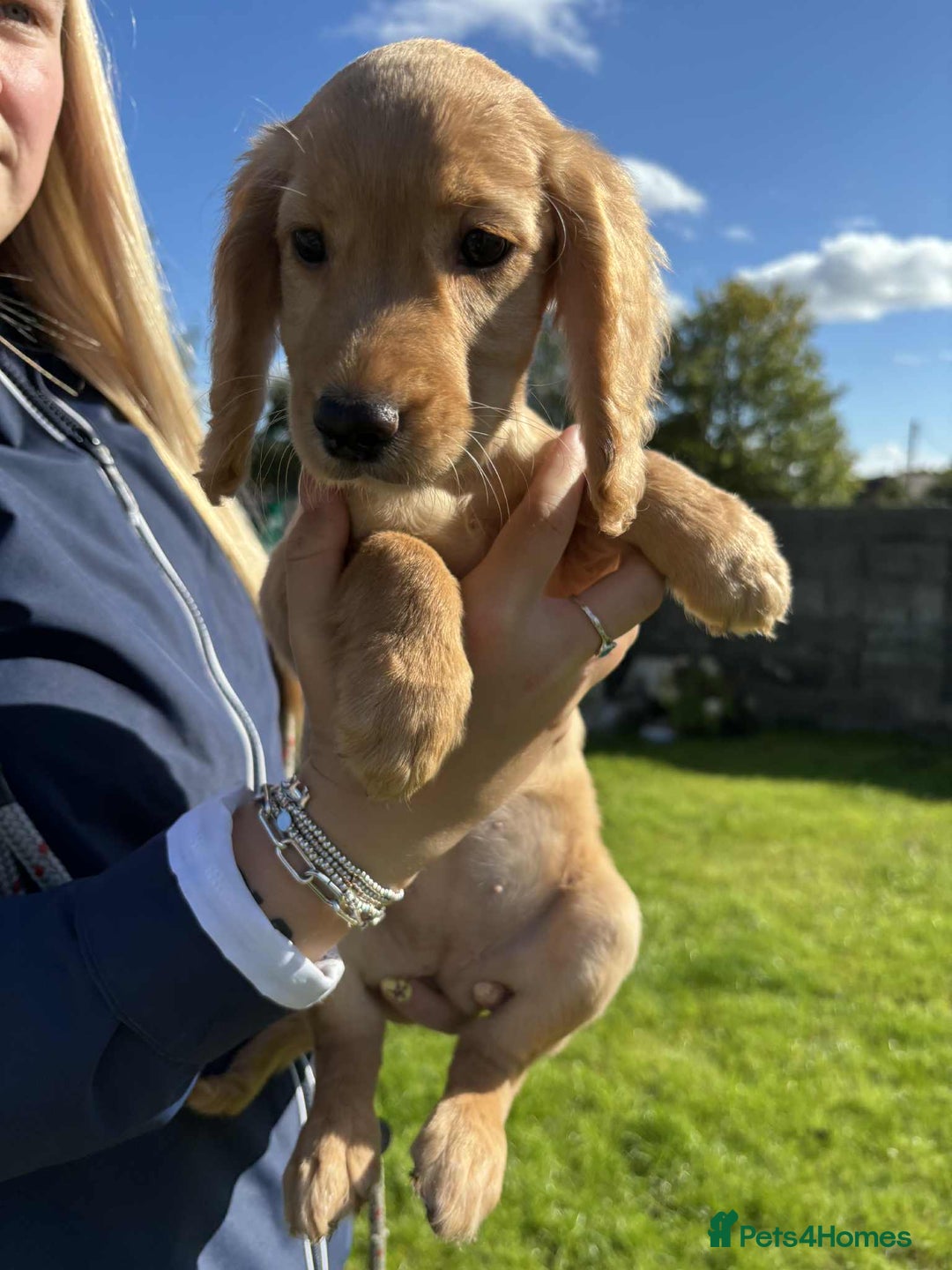 Cocker Spaniel dogs for sale: Cocker Spaniel pups  - Image 3