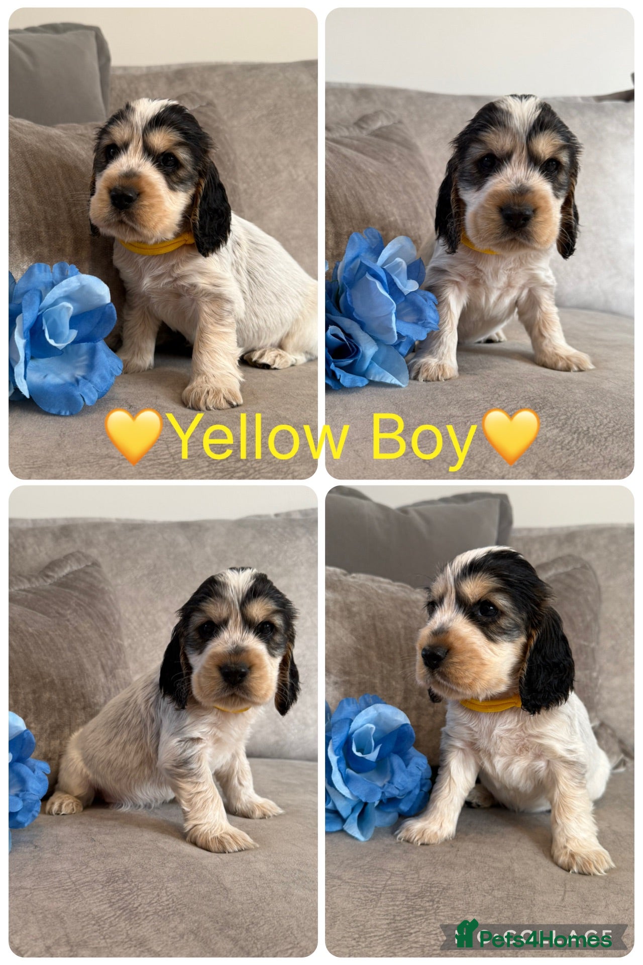 Cocker Spaniel dogs KC Registered Show Type Cocker Spaniel Puppies - Advert 2