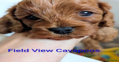 Cavapoo dogs - Advert 1
