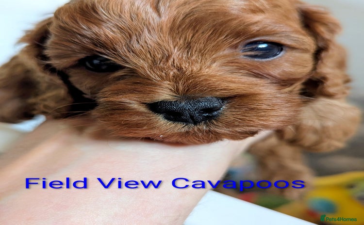 Cavapoo dogs - Advert 7