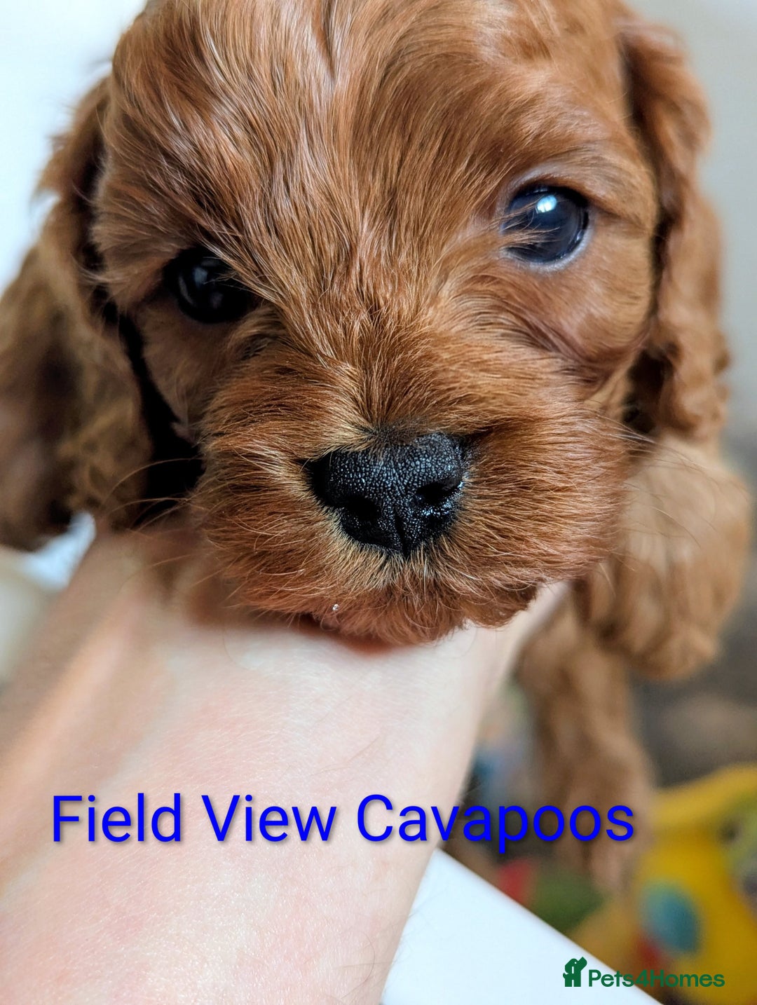 Cavapoo dogs for sale: F1 Extensively Health Tested Cavapoos  - Image 1