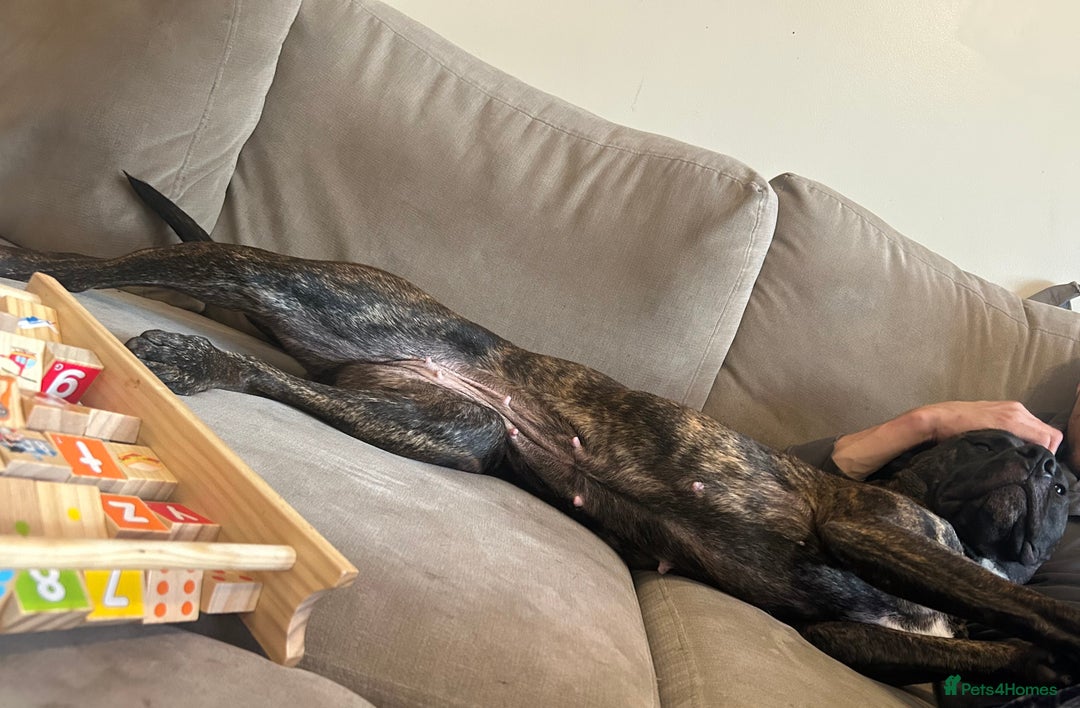 Mixed Breed dogs for sale: LUNA - Presa Canario X Female  - Image 6