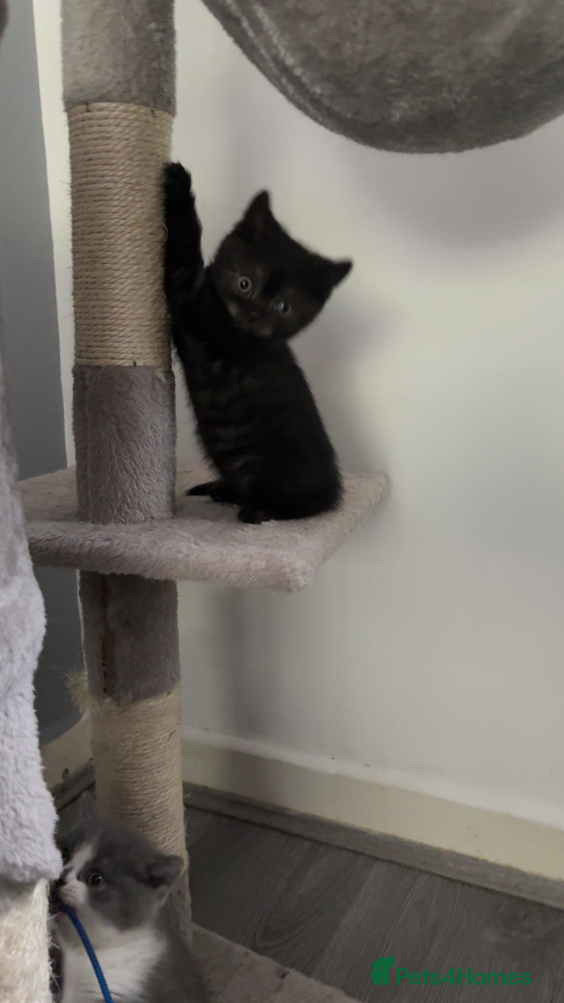 British Shorthair cats British shorthair kittens - Advert 18