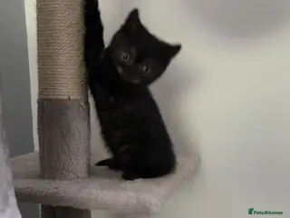 British Shorthair cats British shorthair kittens - Advert 18