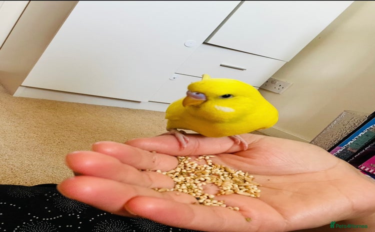 Budgerigars birds - Advert 4