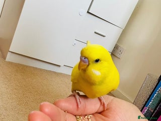 Budgerigars birds - Advert 6