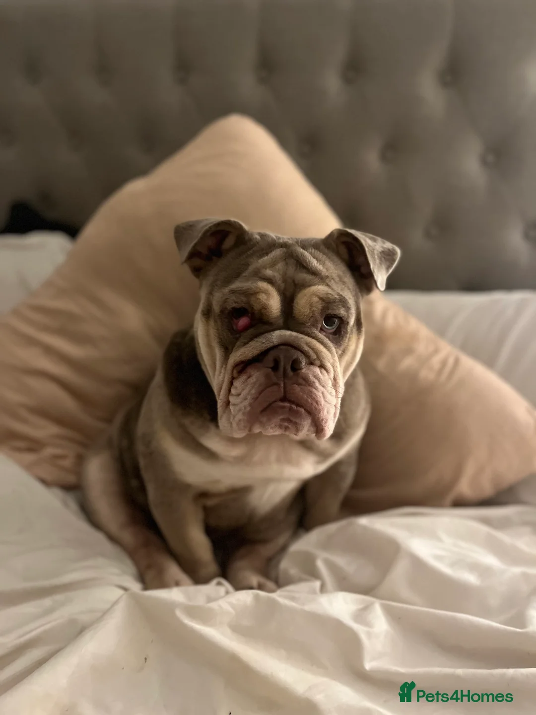 English Bulldog dogs for sale: Bonnie-British bulldog for sale in Cambridge - Advert 4
