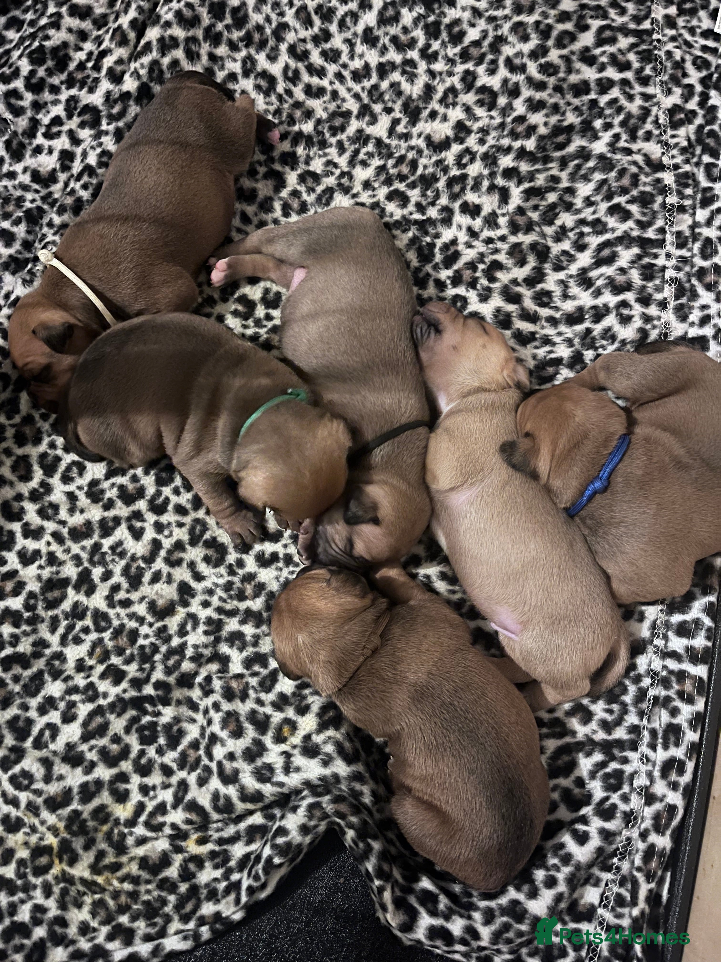 Staffordshire Bull Terrier dogs Red staffy pups  - Advert 1