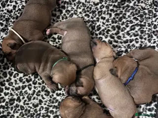 Staffordshire Bull Terrier dogs Red staffy pups - Advert 1