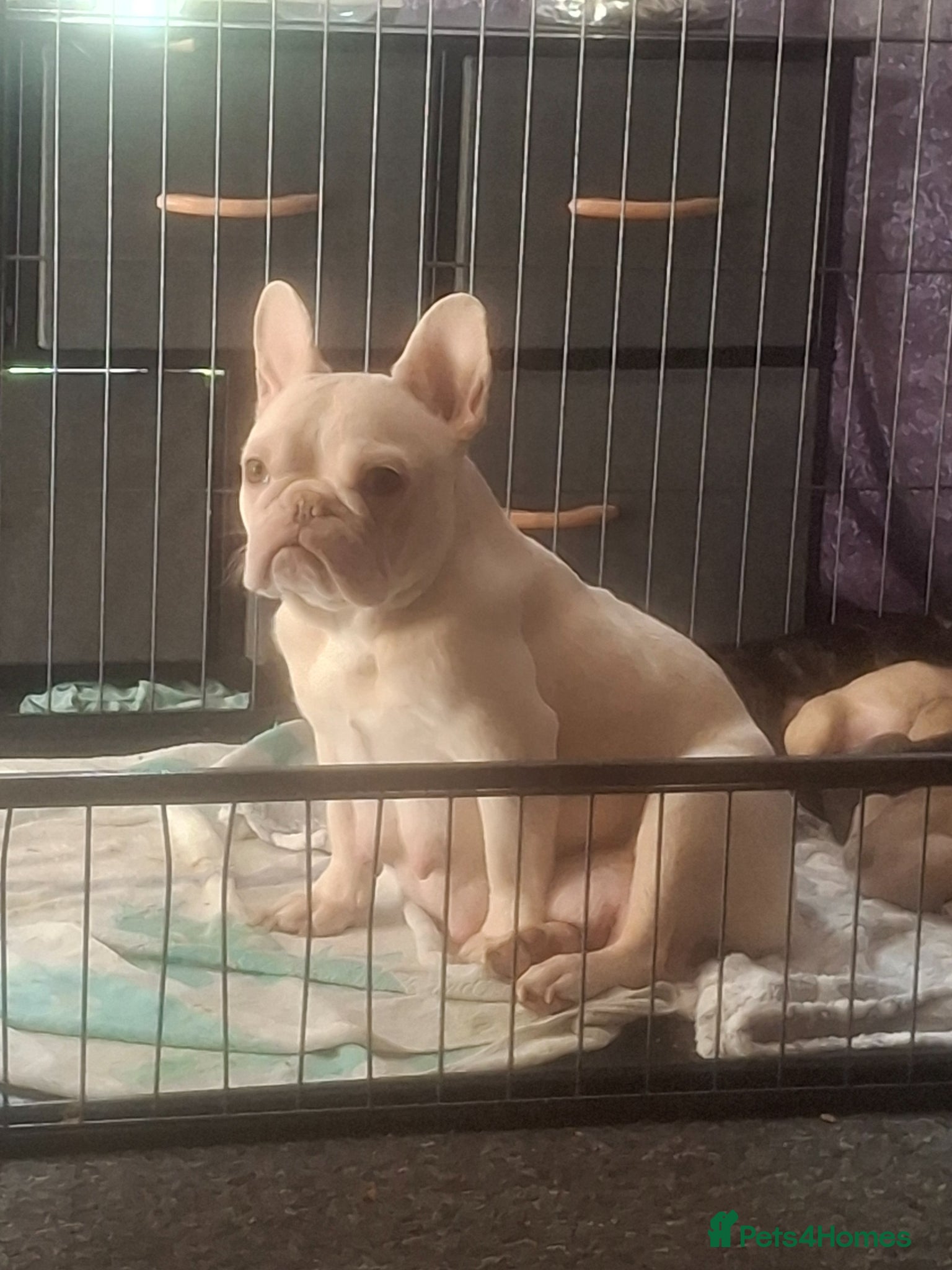 French Bulldog dogs We have 5 frenchies ready to go 12 june - Advert 1