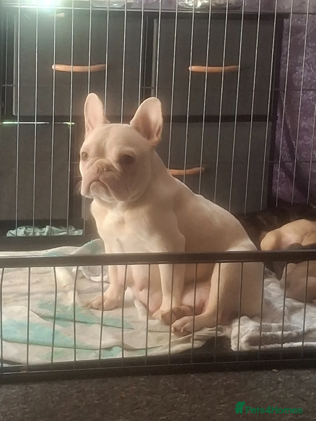 French Bulldog dogs for sale: We have 5 frenchies ready to go 12 june in Rhayader - Advert 1