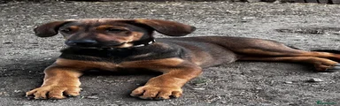 Belgian Shepherd Dog 1