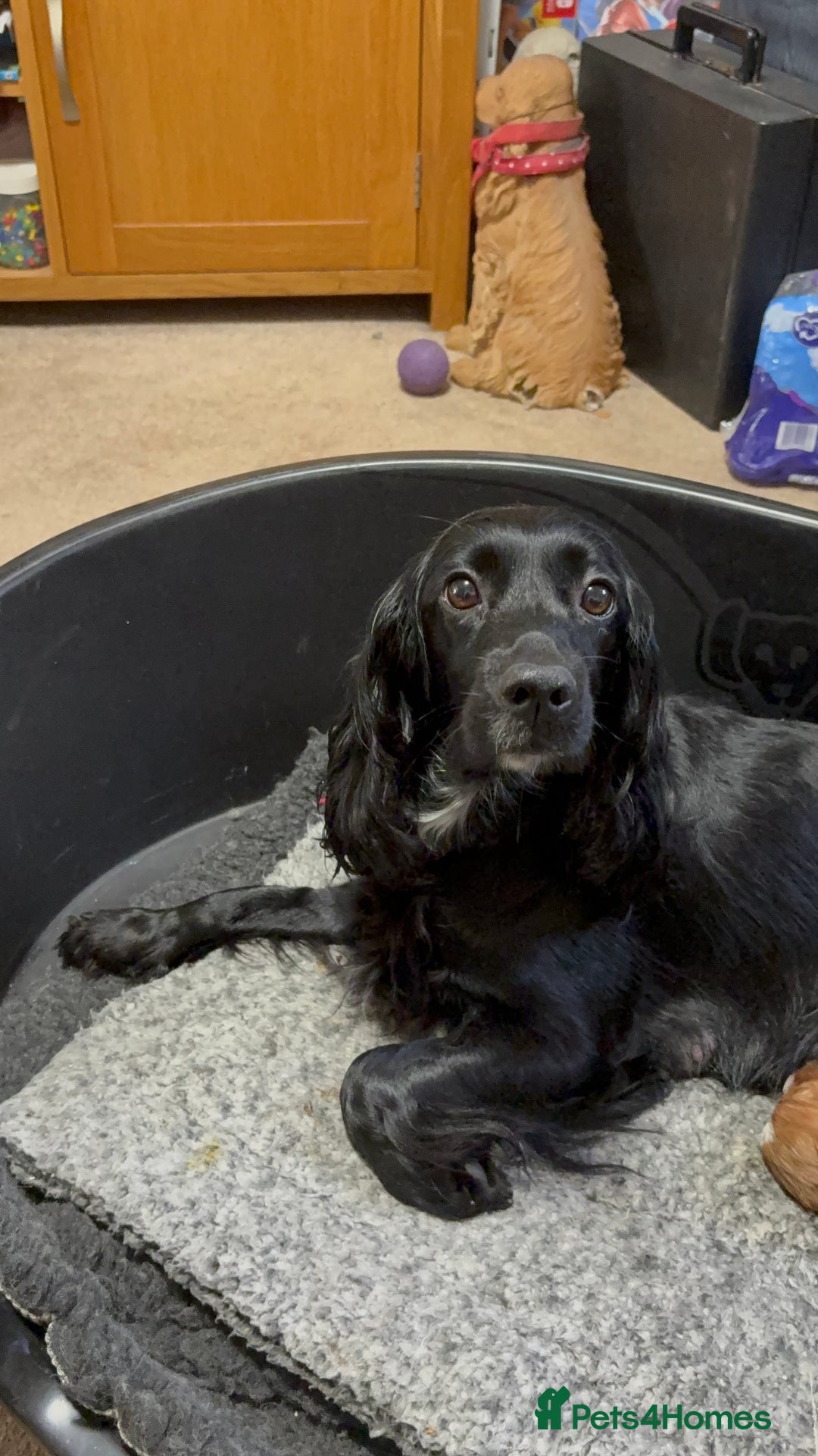 Cockalier dogs for sale: Cocker spaniel - Advert 11