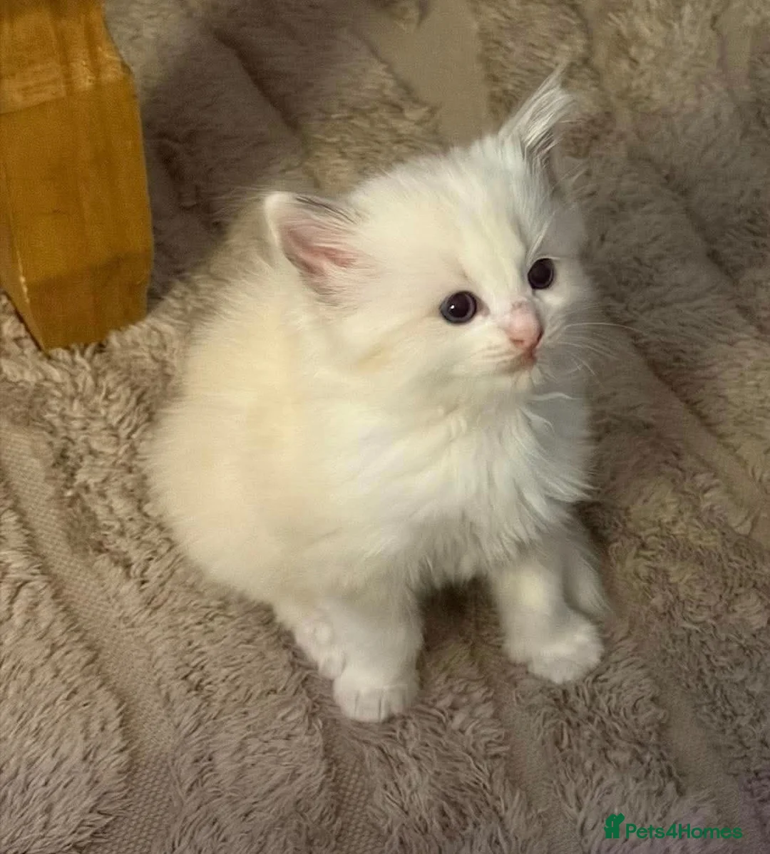 Ragdoll cats for sale: 4 ragdoll girls left ready now - Advert 10