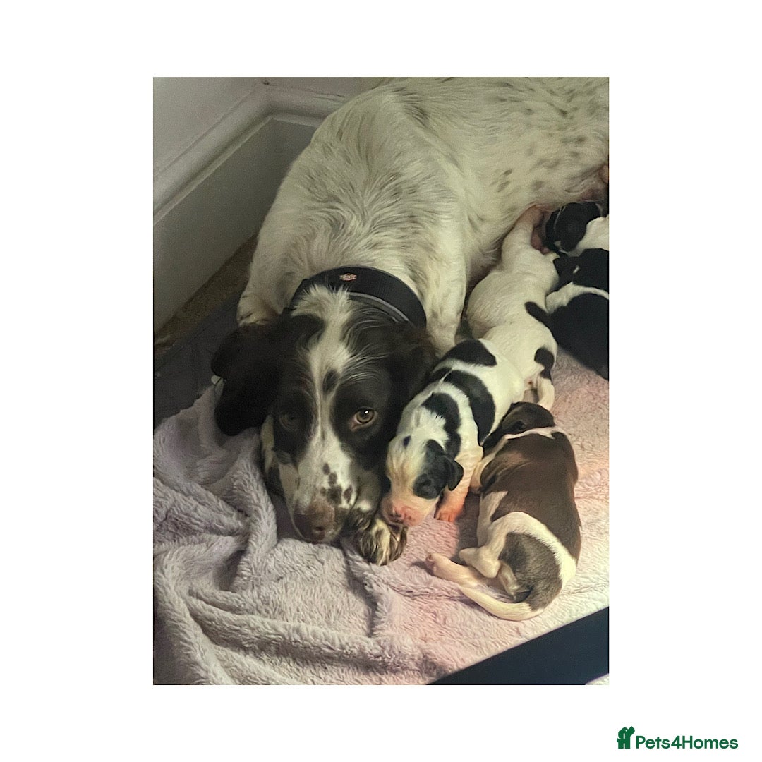 English Springer Spaniel dogs KC Working Line Springer Litter   - Advert 9