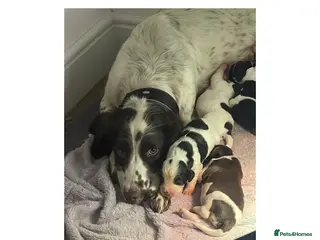 English Springer Spaniel dogs KC Working Line Springer Litter - Advert 9