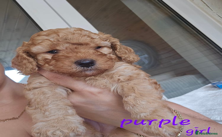 Cockapoo dogs - Advert 14