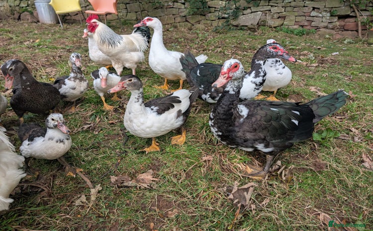 Ducks poultry - Advert 1
