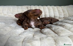 Dachshund dogs for sale: PERFECT MINIATURE DACHSHUNDS BABIES 🐶 - Image 15