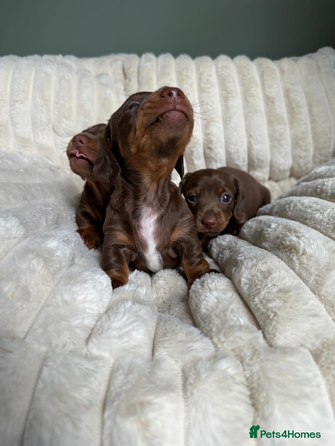 Dachshund dogs for sale: PERFECT MINIATURE DACHSHUNDS BABIES 🐶 - Image 15