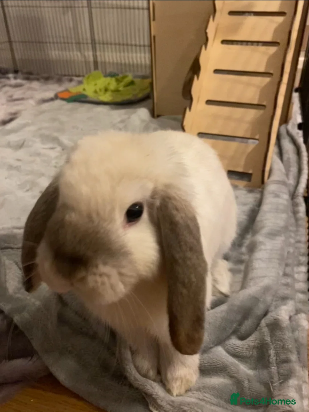 Mini Lop rabbits for sale: seal point mini lop buck for sale - Advert 5