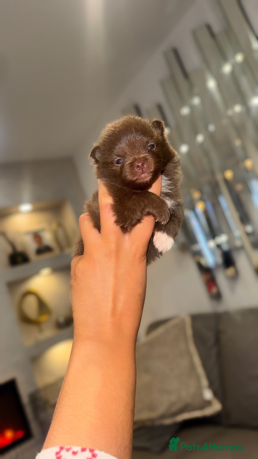 Pomeranian dogs for sale: CHOCOLATE FLUFFY PUPS - Advert 9
