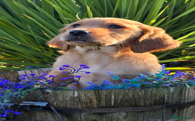 Golden Retriever dogs - Advert 3