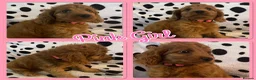 Cockapoo dogs for sale: Stunning F1 Cockapoo Puppies - Advert 3