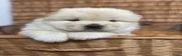 Chow Chow dogs for sale: DWKC CHOW CHOW MALE PUPS  - Advert 9