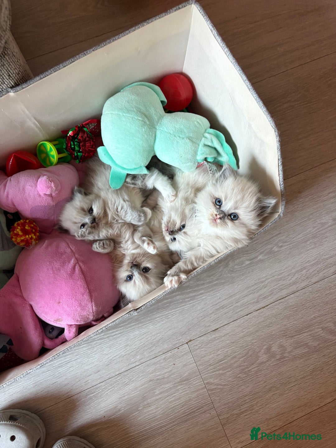Ragdoll cats for sale: Ragdoll kittens for sale  - Advert 1