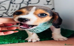 Beagle dogs for sale: Beagle Puppies Ready for Love! - Advert 2
