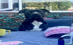 Mixed Breed dogs for sale: URGENT SELL - Mixed Cane Corso & Staffordshire  - Image 6