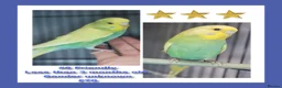Budgerigars birds for sale: Pet baby budgies priced from £50 - Advert 7