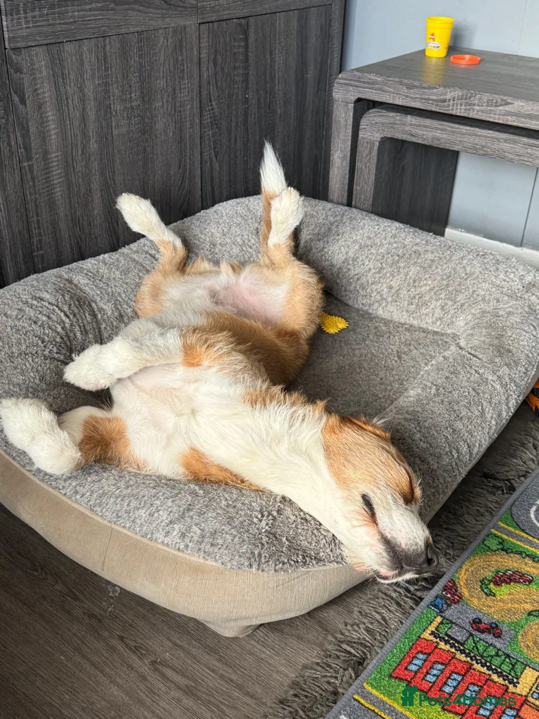 Mixed Breed dogs for sale: Floki in Rowley Regis - Advert 4