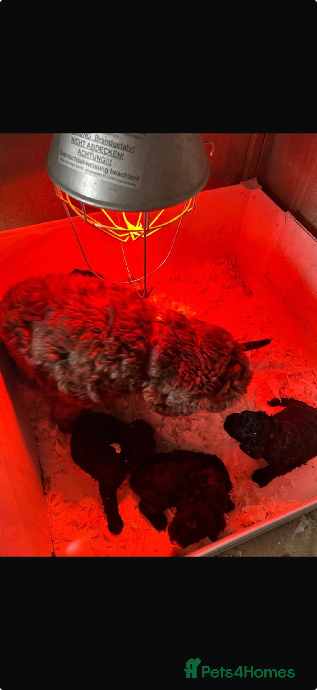 Cockapoo dogs for sale: BEAUTIFUL BOY COCKAPOO PUPPIES  in Alfreton - Advert 1