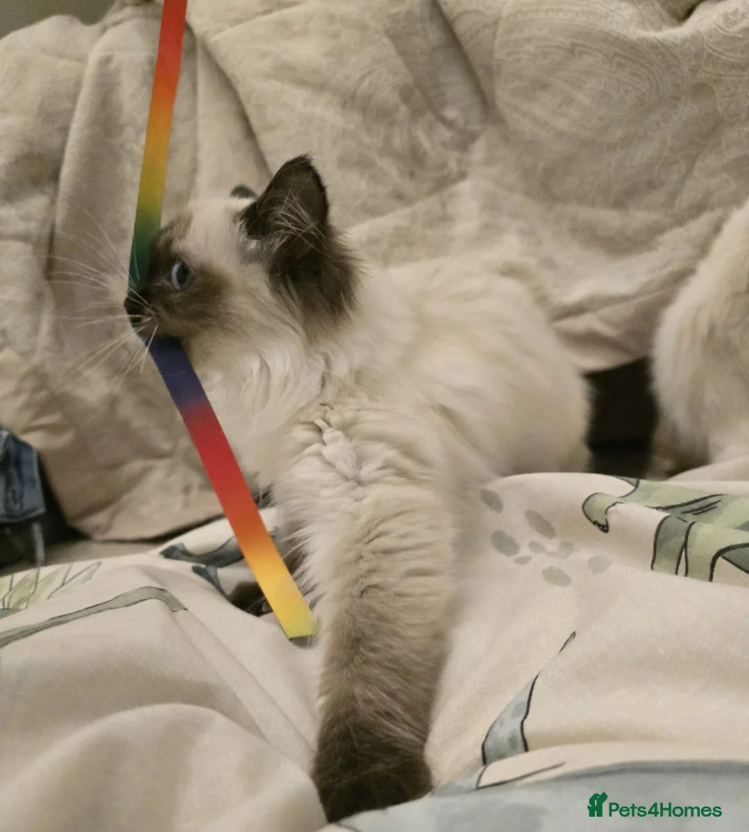 Ragdoll cats for sale: Ragdoll - Advert 17