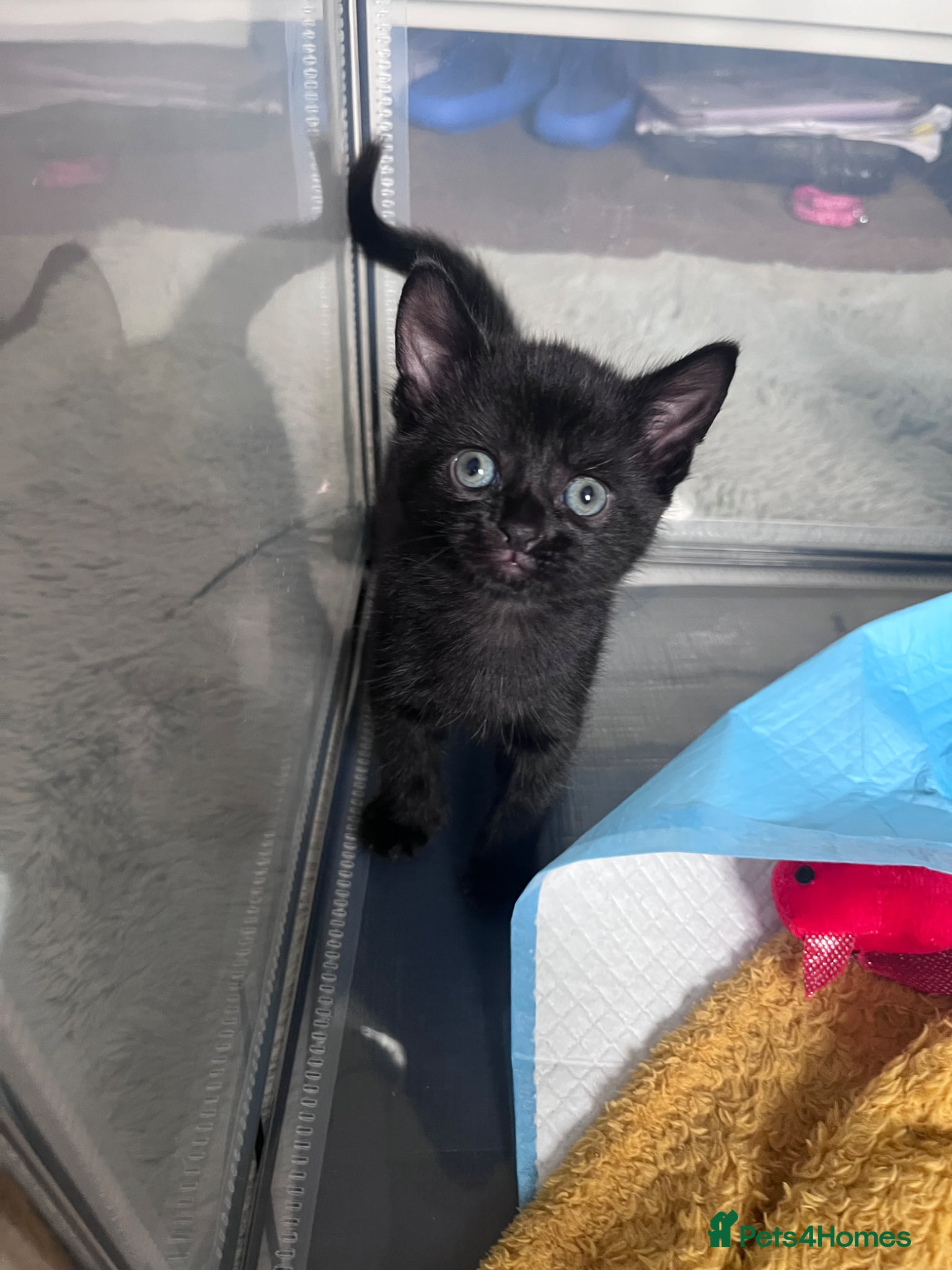 Domestic Shorthair cats 3 black kittens for sale  - Advert 2