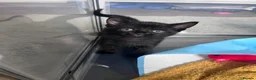 Domestic Shorthair cats for sale: 2 Males left! Black kittens ready 24th June!  - Advert 3