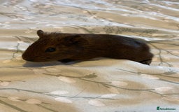 Guinea Pig rodents for sale: Guinea pigs  - Image 8