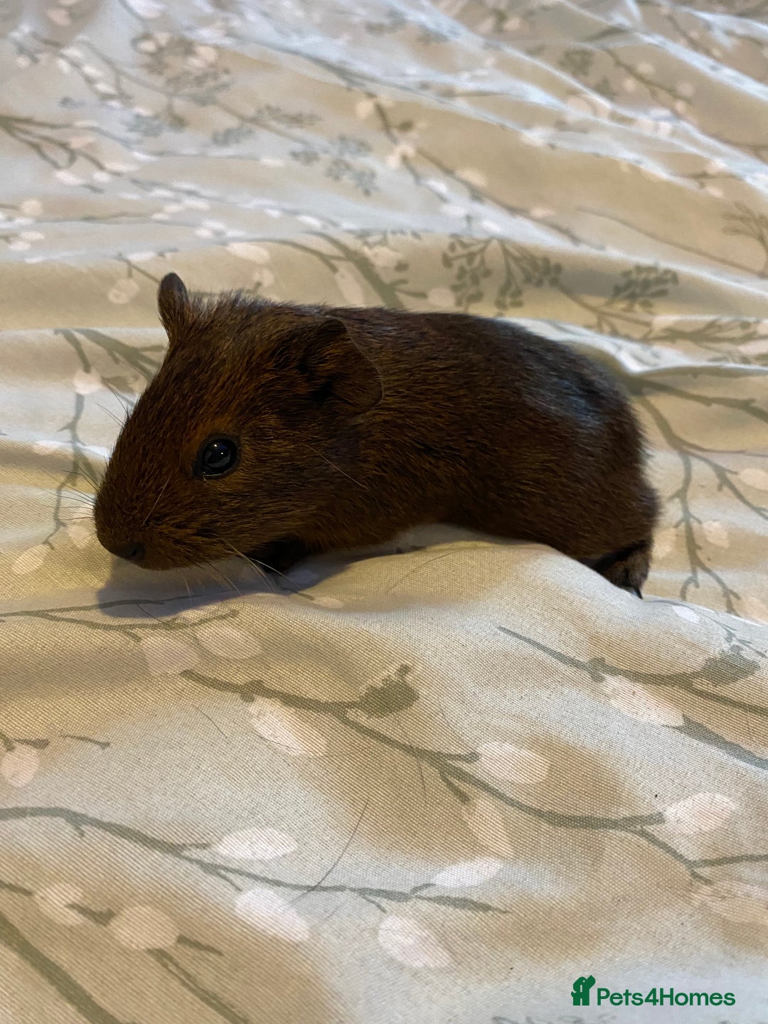 Guinea Pig rodents for sale: Guinea pigs  - Image 8