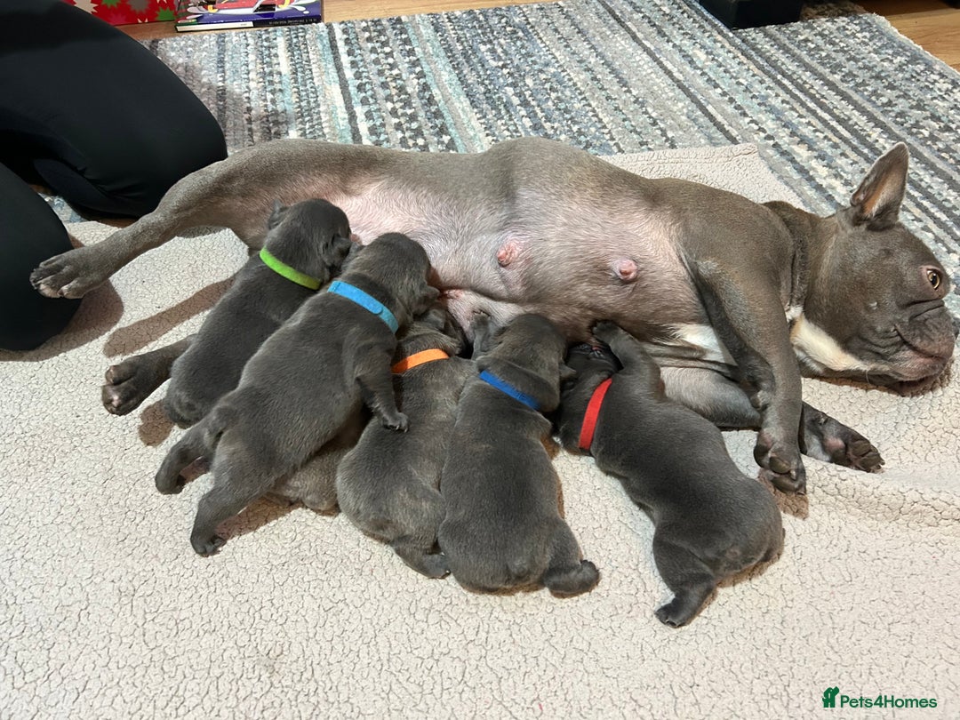 French Bulldog dogs for sale: Top quality French bulldog pups - Advert 15