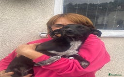 Mixed Breed dogs for adoption: Meet KATIA, a Gentle Little Girl for a Loving Home - Image 9