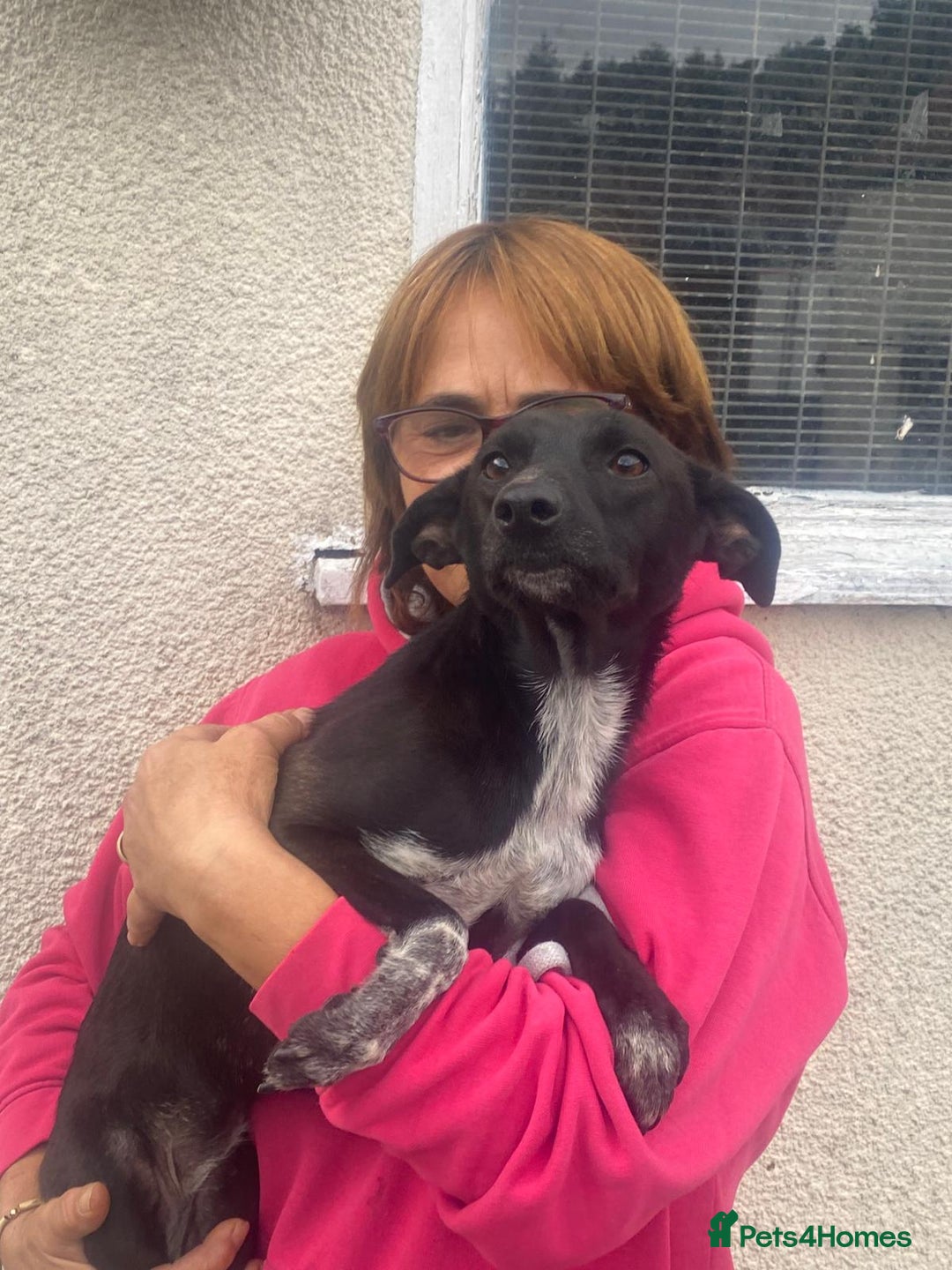 Mixed Breed dogs for adoption: Meet KATIA, a Gentle Little Girl for a Loving Home - Image 9