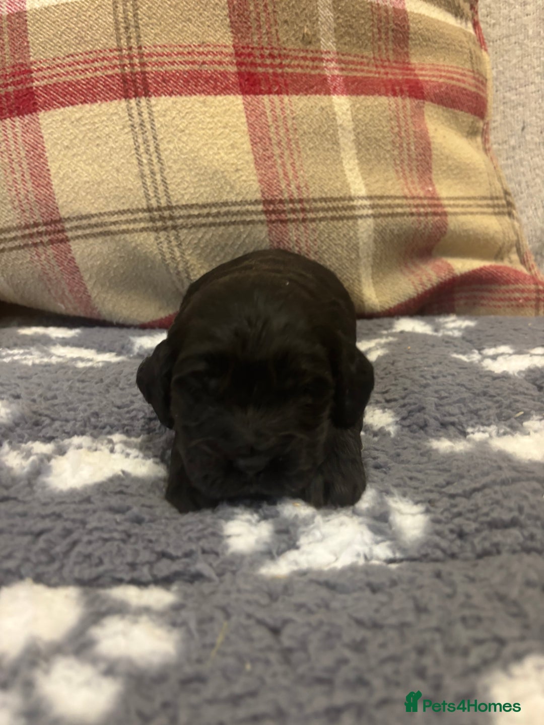 Cockapoo dogs for sale: Stunning F1 Cockapoos - Show H/Tested KC Parents!! - Advert 21