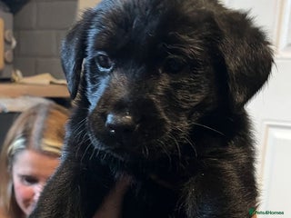 Labrador Retriever dogs - Advert 23